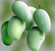 用Photoshop绘制芒果水果实例